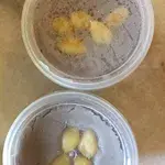 2x Yam Paste With Gingko Nut @$3