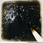 Chilled Grass Jelly with Longan