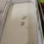 Yam Paste w/ Coconut Milk •芋泥椰浆(Chef's Recommended)