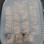 Mini Apple Strudel