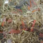 Ee Fu Noodle w/Mushroom 香菇焖伊面