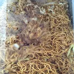 香港炒面 Fried H.K Noodle