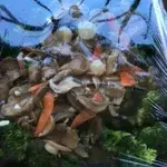 带子西兰花 Sauteed Broccoli w/ Scallop