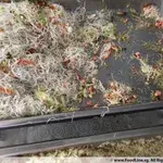 海鲜炒白米粉 Seafood White Bee Hoon (NEW)